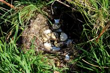 A mallard ground nest..all safely hatched A mallard ground nest..all safely hatched