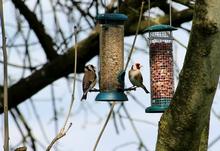 Goldfinches on the feeding station Goldfinches on the feeding station