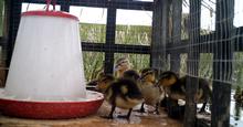 Wild ducklings hatched in April feeding from the creep feeder