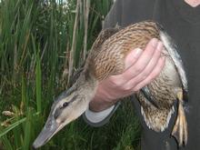 One of 300 mallard fitted with a unique BASC leg ring