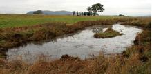 Saltmarsh wetland habitat for wildfowl and waders