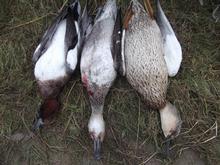 Wigeon, Pintail & Mallard featured in the bag