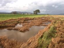 After cutting, leaving strips of seed bearing Scirpus. 