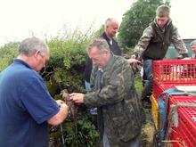 Shawy and members ringing the mallard